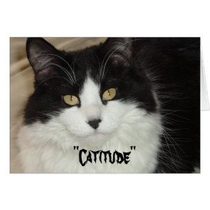 Catitude Cat with an Attitude