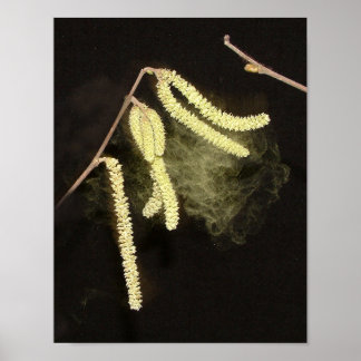 Catkins pollenating poster