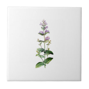 CATMINT,catnip, catnip-branch, herb, plant, purple Tile
