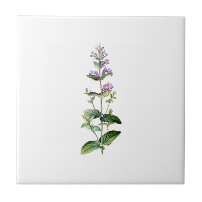 CATMINT,catnip, catnip-branch, herb, plant, purple Tile (Front)