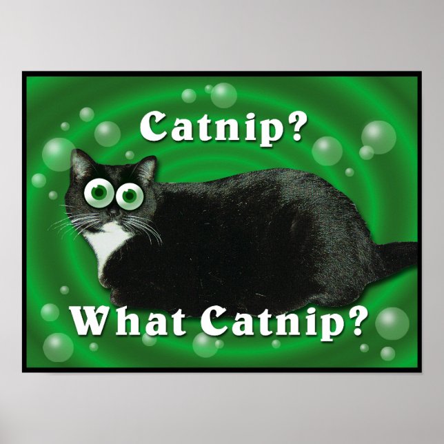 Catnip Kitty Poster (Front)