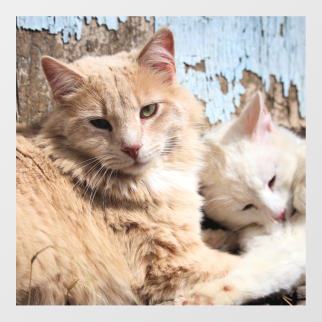 Cats (Sheet)