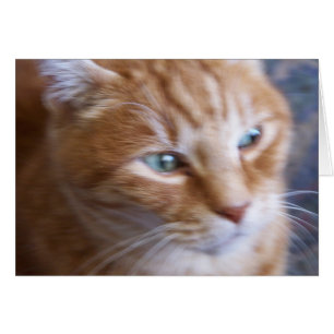 cats 002