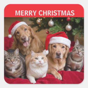 Cats and Dogs Christmas Square Sticker