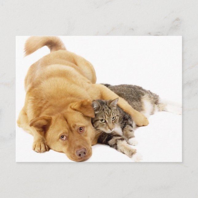 Cats and Dogs Postcard (Front)