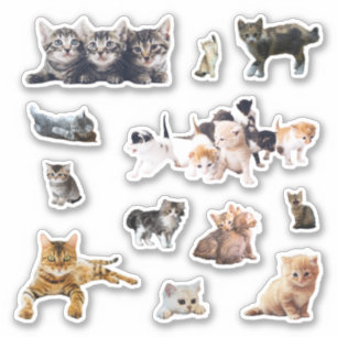 Cats and kittens photos set contour