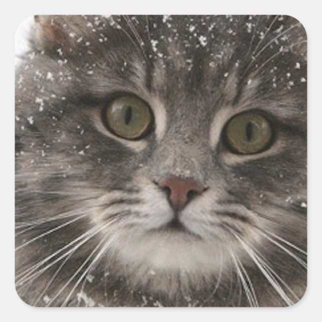 cats_and_snow15 snowfall pets animals furry cat square sticker (Front)