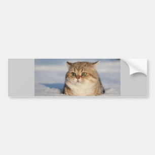 cats_and_snow7 bumper sticker