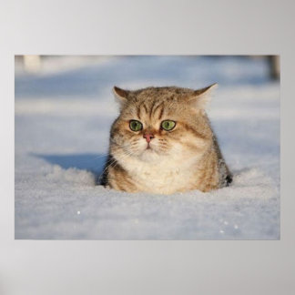 cats_and_snow7 poster