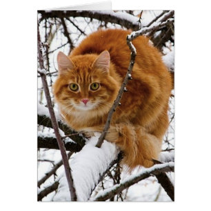 cats_and_snow_ (14)