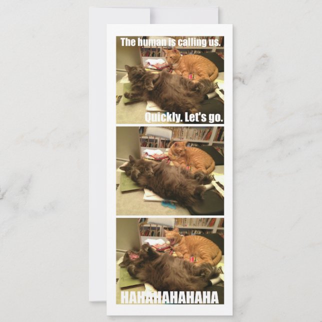 Cats are a-holes (Front)