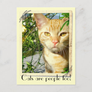 Cats Are People Too Postcard! Postcard