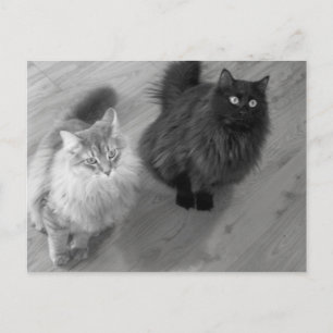 cats b n w postcard