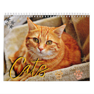  Cats Beautiful Pet Portraits Calendar