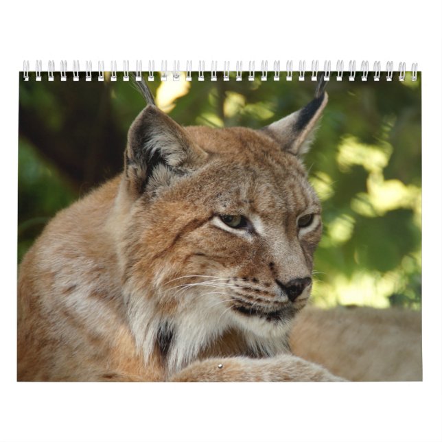 Cats Calendar (Cover)