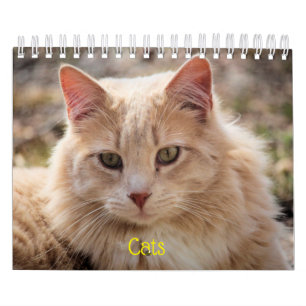 Cats Calendar