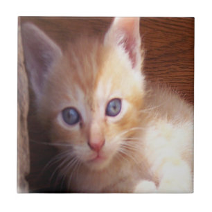 Cats Ceramic Tile
