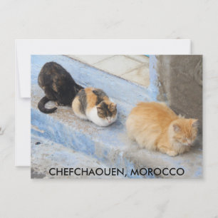 Cats, Chefchaouen, Morocco card