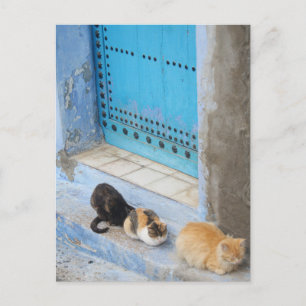 Cats, Chefchaouen, Morocco Postcard