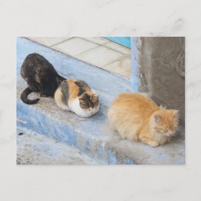 Cats, Chefchaouen, Morocco Postcard (Front)
