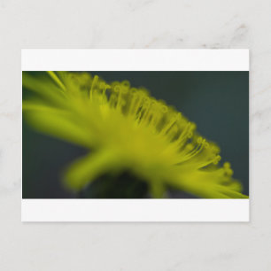 Cat's Ear Flower Postcard