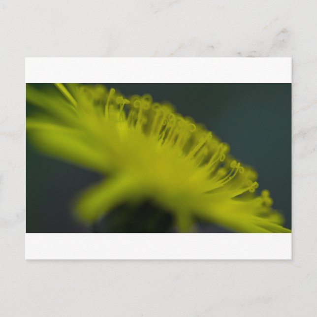 Cat's Ear Flower Postcard (Front)
