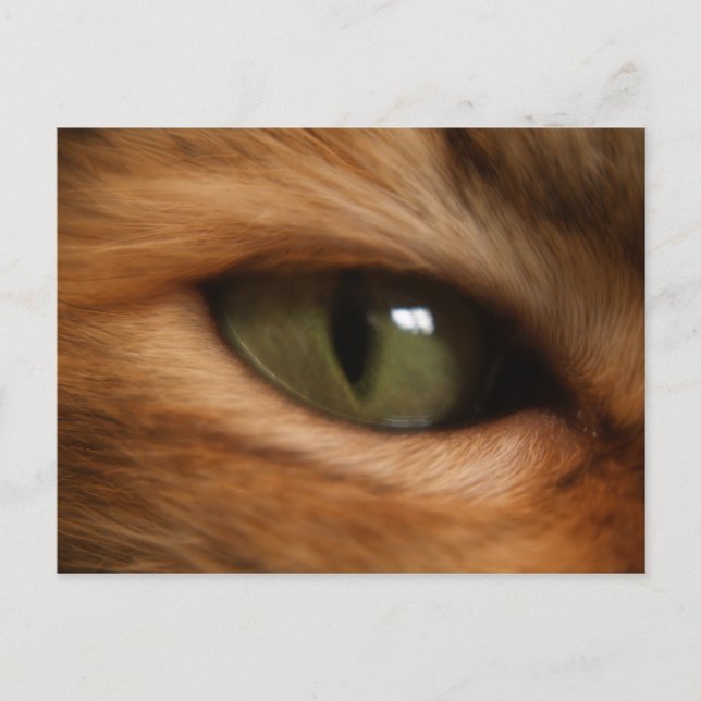 Cat's Eye Postcard (Front)