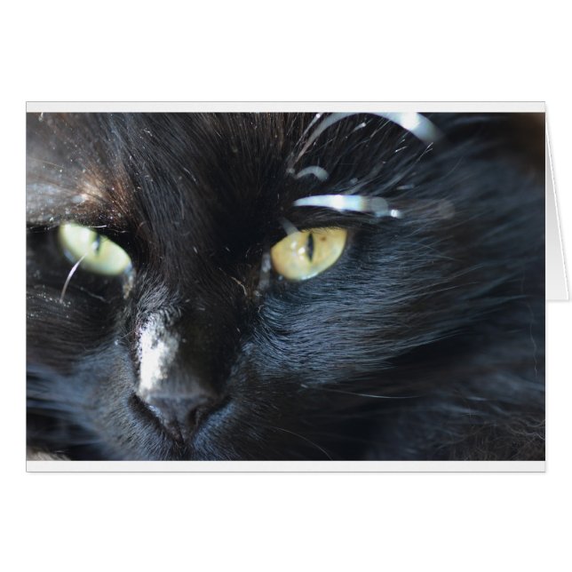 Cat's Eyeing You (Front Horizontal)