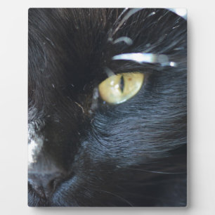Cat's Eyeing You Plaque