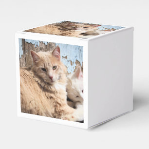 Cats Favour Box