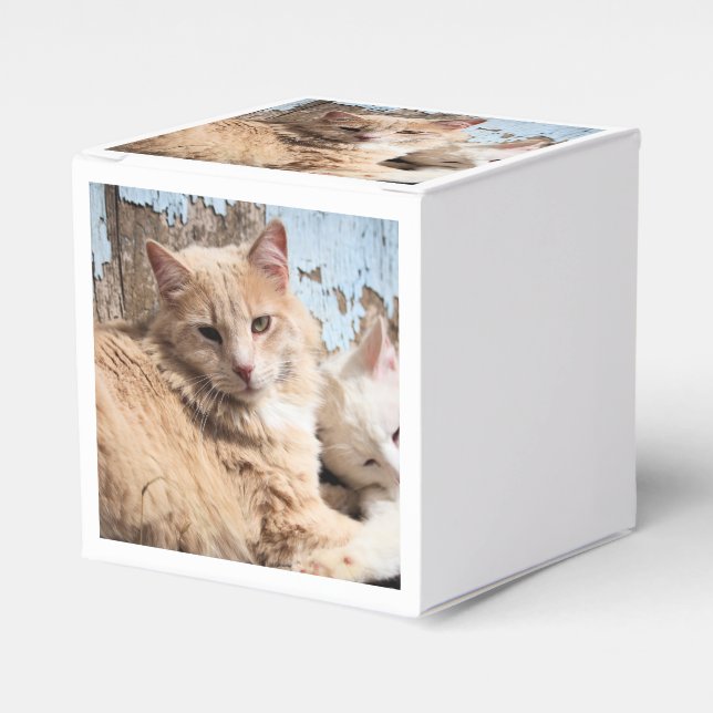 Cats Favour Box (Front Side)