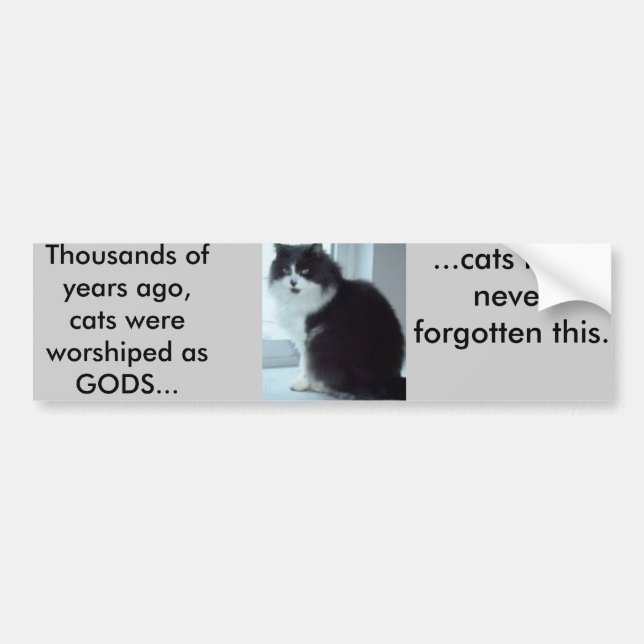 Cats have good memories bumper sticker (Front)