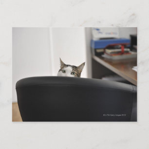 Cat's head showing of an office chair, nearby postcard