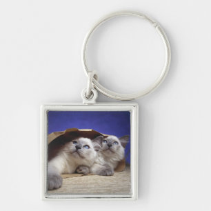 Cats in paper bag key ring