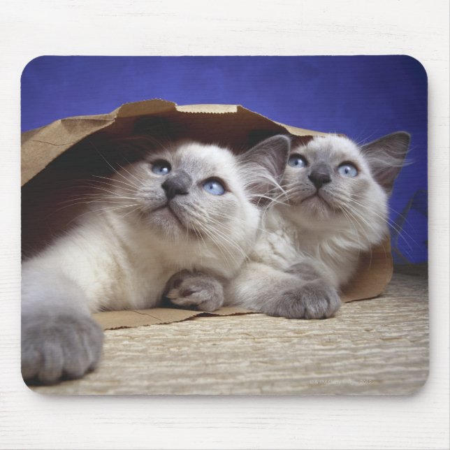 Cats in paper bag mouse pad (Front)
