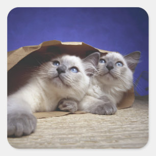 Cats in paper bag square sticker