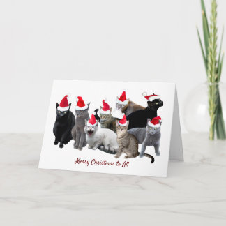 Cats in Santa Hats Christmas Card