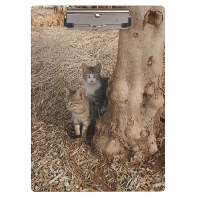 CATS IN WOODLAND CLIPBOARD (Front)
