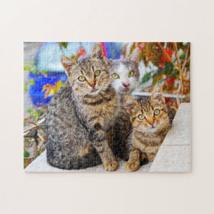 cats  jigsaw puzzle