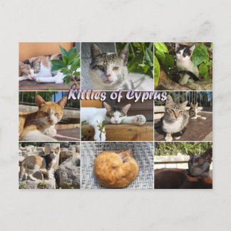 Cats kitties of Cyprus postcard