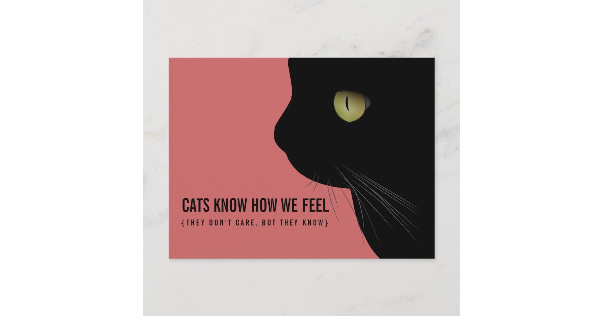 Cats Know How We Feel Funny Postcard Zazzle