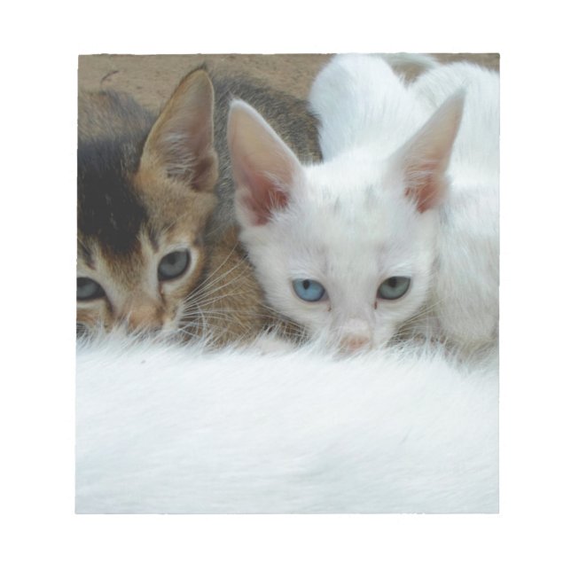 Cats looking cute notepad (Front)