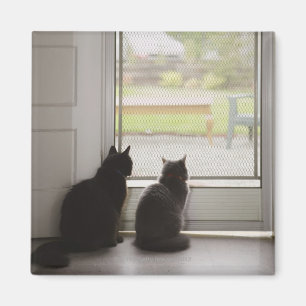 Cats looking out screen door magnet