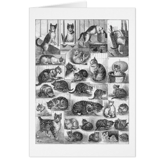 Cats, Louis Wain (Front)