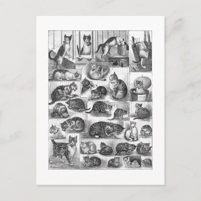 Cats, Louis Wain Postcard (Front)