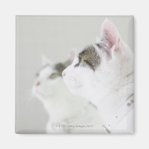 Cats Magnet