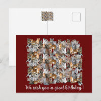 Cats meeting point - cute birthday
