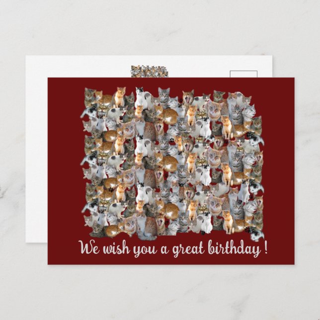 Cats meeting point - cute birthday  postcard (Front/Back)