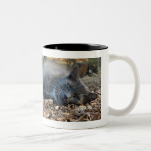 Cats & Naps Sleepy Shady Mug