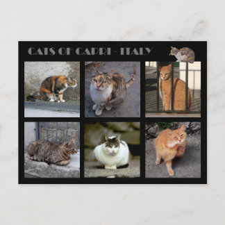 Cats of Capri - Italy Postcard